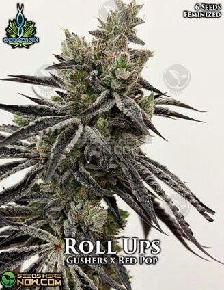 Roll Ups