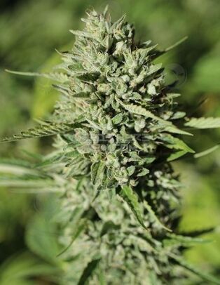 Humboldt Seed Company Cherry Jane Marijuana Seeds