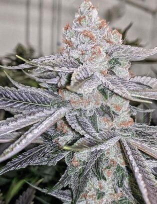 Relentless-genetics-sour-grape-soda_63addcb9-25e9-47fc-98cf-4d29b9d569d8.jpg
