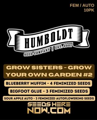 Gyog Sisters #2 (feminized) - Humboldt Seed Company