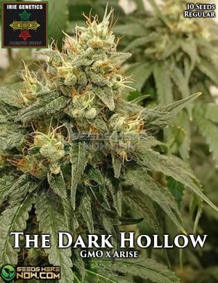 the Dark Hollow (regular) - Irie Genetics