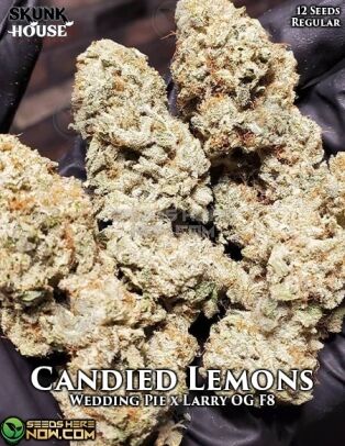 Candied Lemons (regular) - Skunk House Genetics
