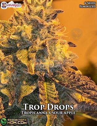 Trop Drops (feminized) - Cannarado Genetics