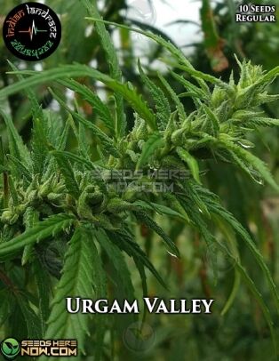 Urgam Valley (regular) - Indian Landrace Exchange