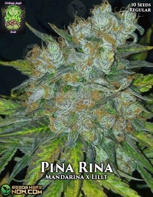 Pina Rina (regular) - Trichome Jungle