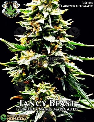 Fancy Beast (autoflower) - Eazy Daze Cultivators