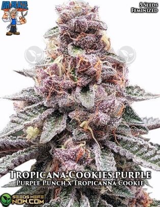 Tropicana Cookies Purple S1 (feminized) - Dr. Blaze