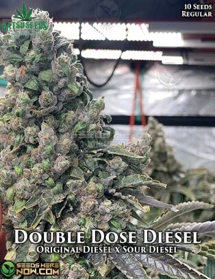 Double Dose Diesel (regular) - Katsu Seeds