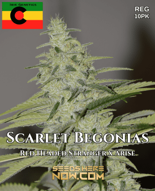 Scarlet Begonias (regular) - Irie Genetics