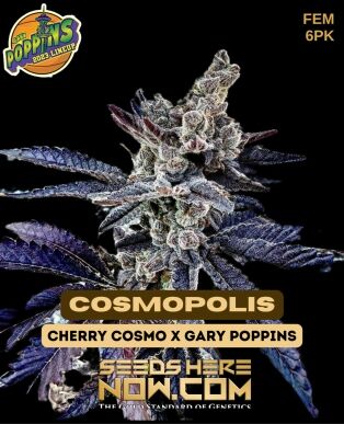 Cosmopolis (feminized) - Exotic Genetix