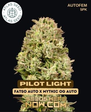 Pilot Light (autoflower) - Atlas Seeds