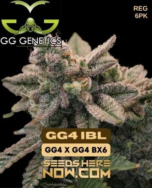 Gg4 Ibl (regular) - Gg Genetics