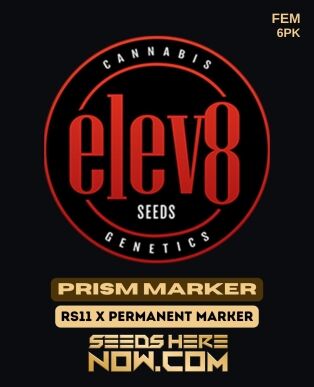 Prism Marker (feminized) - Elev8 Seeds