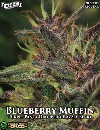 Blueberry Muffin