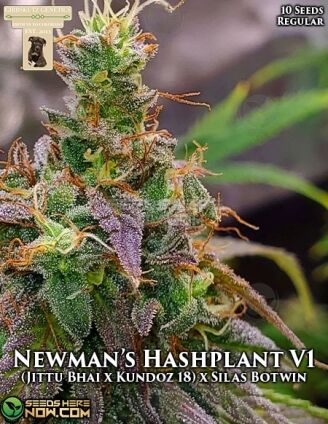 Gibbs-kutz-genetics-newmans-hashplant-v1