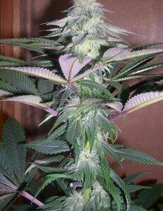 Autoflowering(blank)feminized(blank)seeds