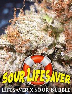 Bog Seeds Sour lifesaver