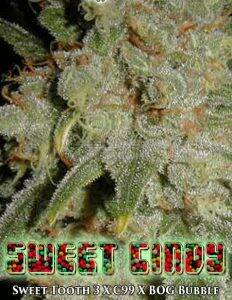 Bog(space)seeds(space)sweet(space)cindy