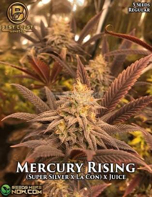 Mercury Rising (Regular) (space) Best Coast Genetics