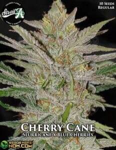 Cherry Cane (Regular) (space) Strait A Genetics