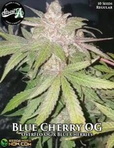 Blue Cherry OG (Regular) (space) Strait A Genetics