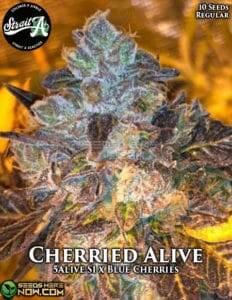 Cherried Alive (Regular) (space) Strait A Genetics