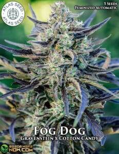 Fog Dog (Autoflower) (space) Atlas Seeds