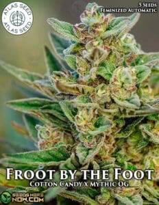 Froot by the Foot (Autoflower) (space) Atlas Seeds