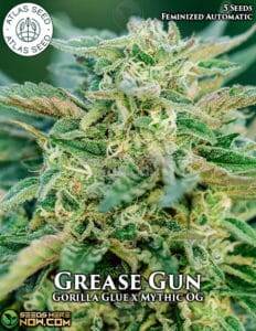 Grease Gun (Autoflower) (space) Atlas Seeds