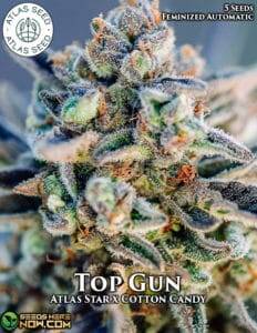 Top Gun (Autoflower) (space) Atlas Seeds