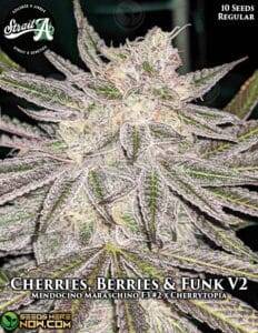 Cherries Berries & Funk V2 (Regular) (space) Strait A Genetics