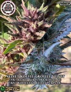 Velvet Koffee + Koffee Velvet (Regular) (space) Pacific Northwest Roots