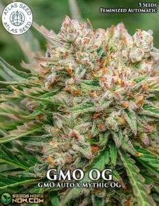GMO OG (Autoflower) (space) Atlas Seeds