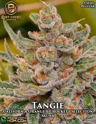 Tangie (Regular) (space) Best Coast Genetics