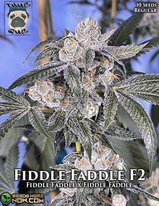 Fiddle Faddle F2 (Regular) (space) Thug Pug Genetics