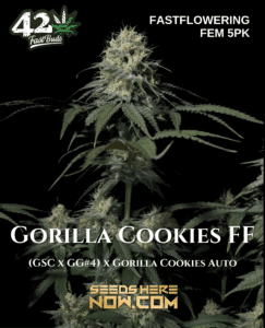 Gorilla Cookies FF (Feminized) (space) Fast Buds