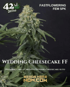 Wedding Cheesecake FF [FEM] (Feminized) (space) Fast Buds