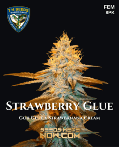 Strawberry Glue 710 Bonus Pack (Feminized) (space) T.H. Seeds