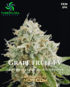 Grape Fruit FV (Feminized) (space) TurboFlora Genetics