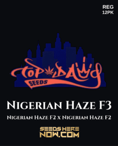 Nigerian Haze F3(Regular) (space) Top Dawg Seeds