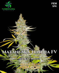 Matanuska Tundra FV (Feminized) (space) TurboFlora Genetics
