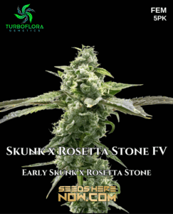 Skunk x Rosetta Stone FV (Feminized) (space) TurboFlora Genetics