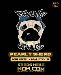 Pearly Sherb (Regular) (space) Thug Pug Genetics
