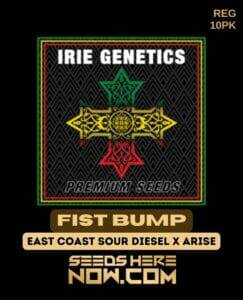 Fist Bump (Regular) (space) Irie Genetics
