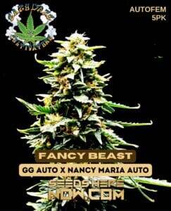 Fancy Beast (Autoflower) (space) Eazy Daze Cultivators