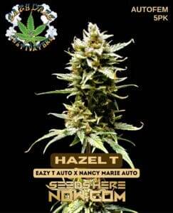 Hazel T (Autoflower) (space) Eazy Daze Cultivators