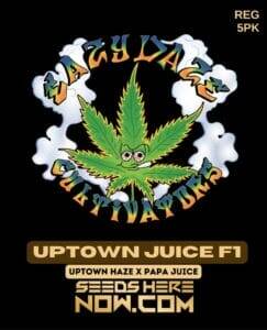 Uptown Juice (Regular) (space) Eazy Daze Cultivators