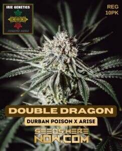 Double Dragon (Regular) (space) Irie Genetics