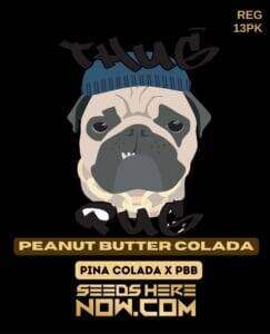 Peanut Butter Colada (Regular) (space) Thug Pug Genetics