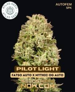 Pilot Light (Autoflower) (space) Atlas Seeds